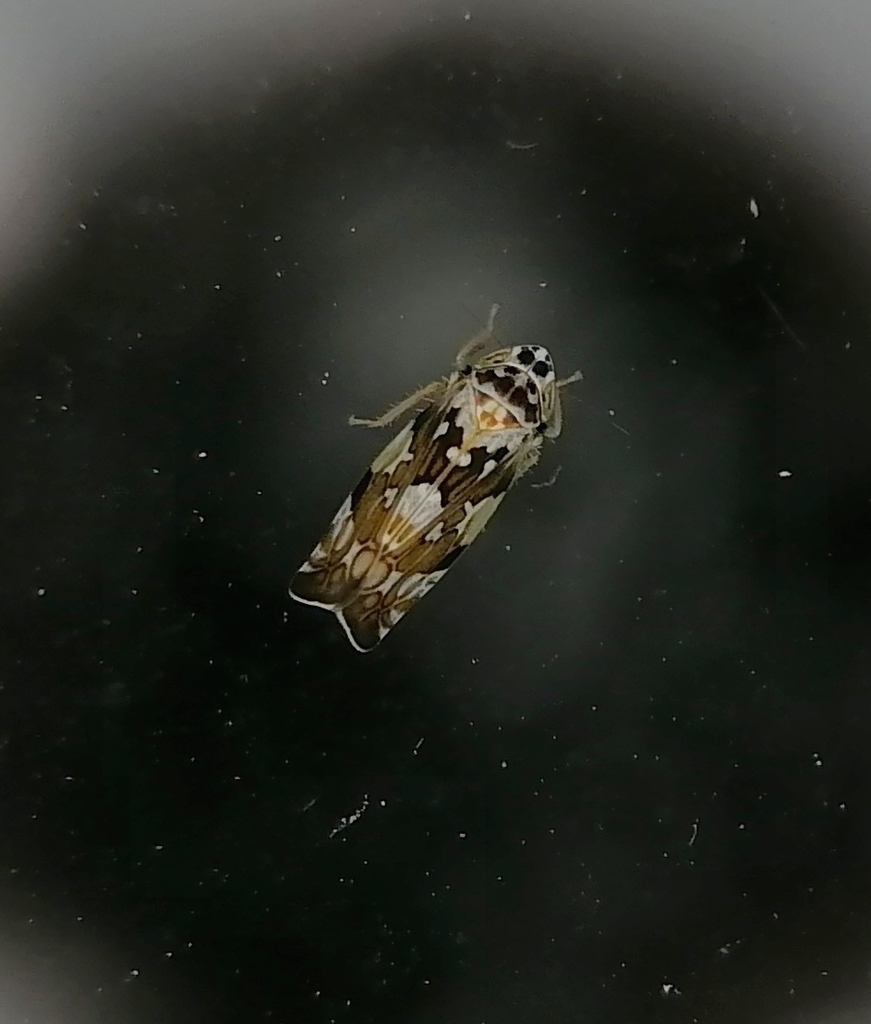 Metalimnus formosus