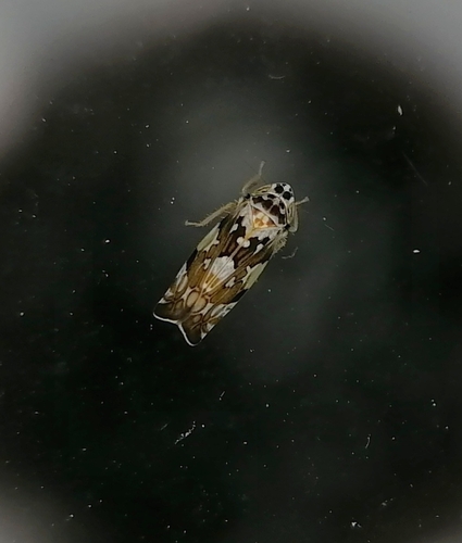 Metalimnus formosus
