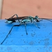 Blue Mud-dauber Wasps - Photo (c) Shainy, some rights reserved (CC BY-NC), uploaded by Shainy