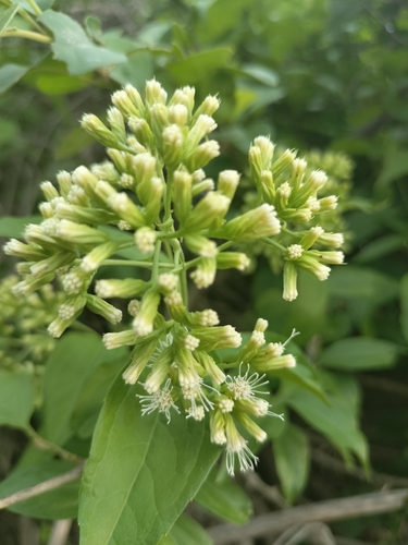 Image of Koanophyllon albicaule by no rights reserved