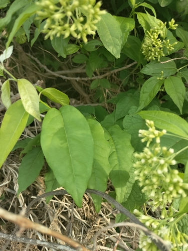 Image of Koanophyllon albicaule by no rights reserved