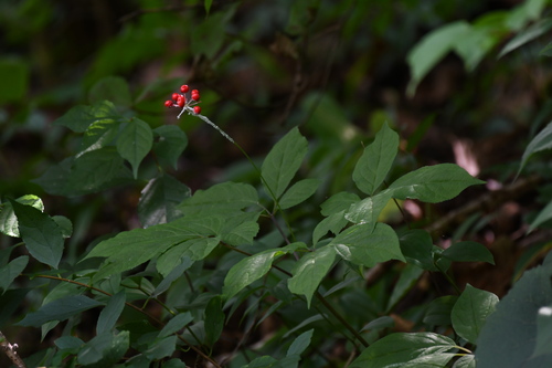 Foto de Ginseng