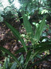 Psychotria submontana