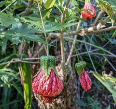 Callianthe picta image