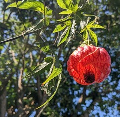 Callianthe picta image