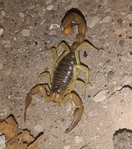 Hadrurus concolorous