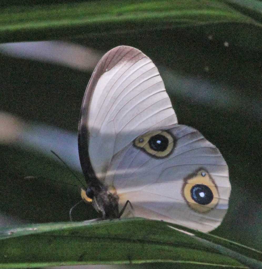 Amathusiini