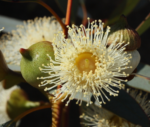 Burracoppin Mallee