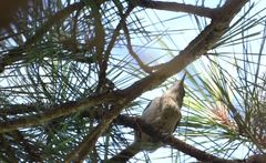 Thryothorus ludovicianus