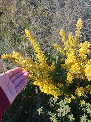 Ulex parviflorus parviflorus