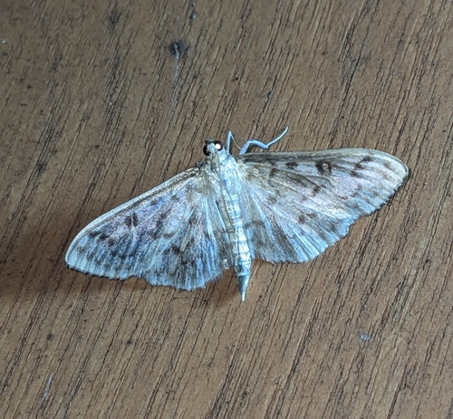 Northern Herpetogramma photo 2