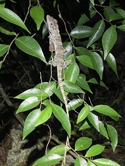 Barahona Anole photo 5