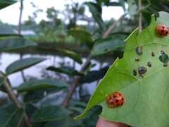 Basiprionota octopunctata