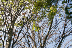 Plagianthus regius regius