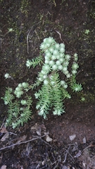 Sedum alamosanum