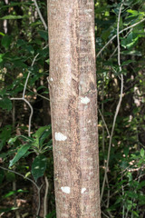 Plagianthus regius regius
