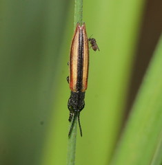 Eurispa vittata