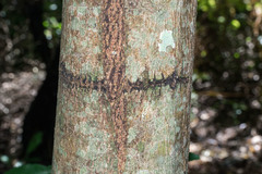 Plagianthus regius regius