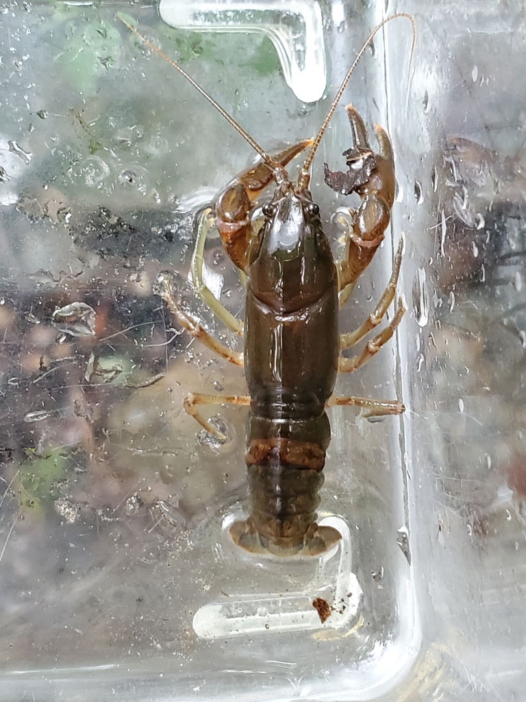 Eastern Crayfish in July 2023 by epic2112 · iNaturalist