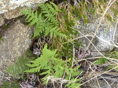 Pentagramma rebmanii