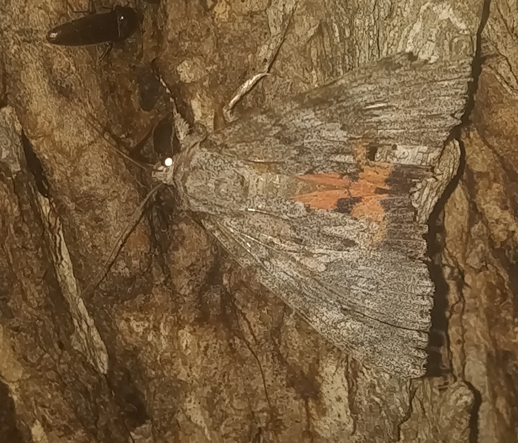 Meske's Underwing Moth