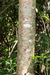 Plagianthus regius regius