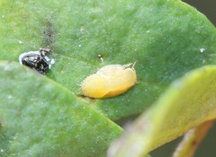 Aphalaroida masonici