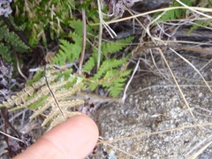 Pentagramma rebmanii