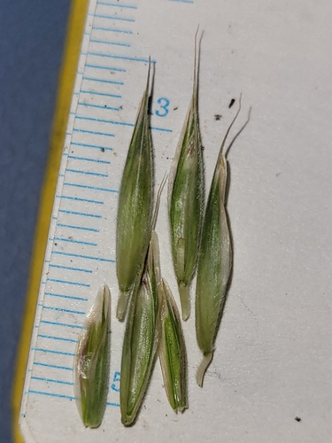 Image of Bromus anomalus by (c) Konshau Duman, some rights reserved (CC BY)
