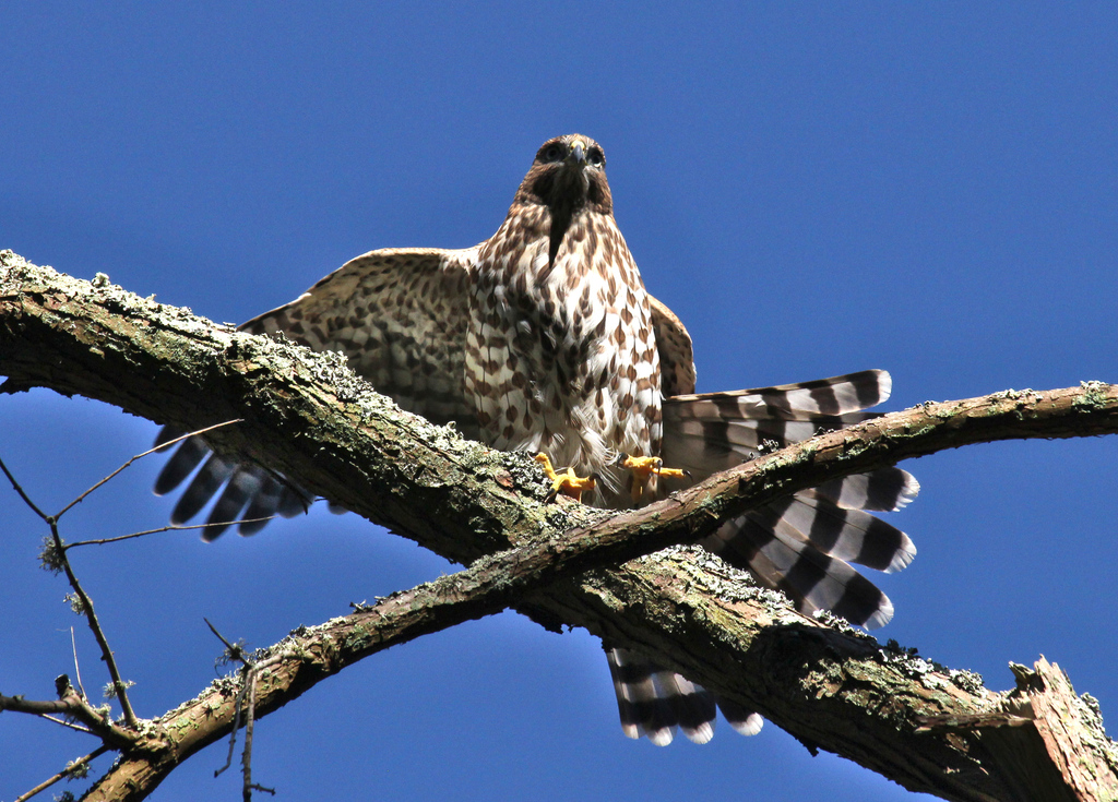 Cooper's Hawk from SF Botanical Garden, San Francisco, CA, USA on July