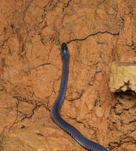 Achalinus ater