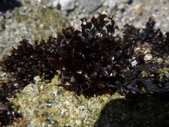 Mazzaella affinis