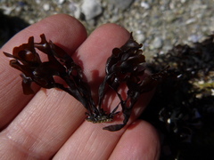 Mazzaella affinis