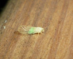 Cacopsylla annulata