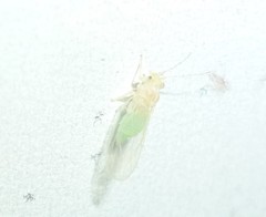 Cacopsylla annulata
