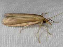 Peoria gematella