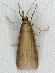 Peoria gematella