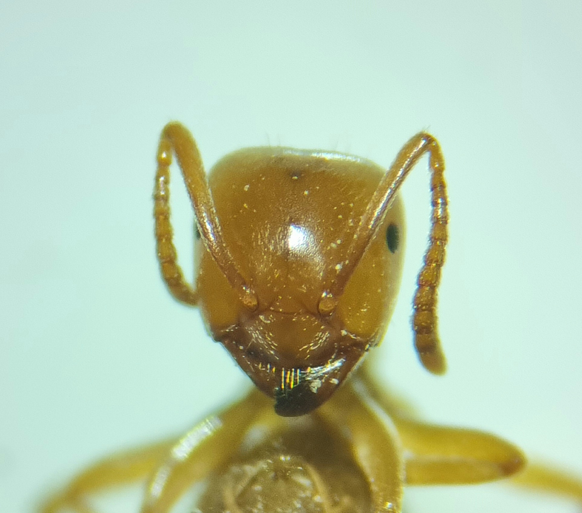 Lasius bicornis