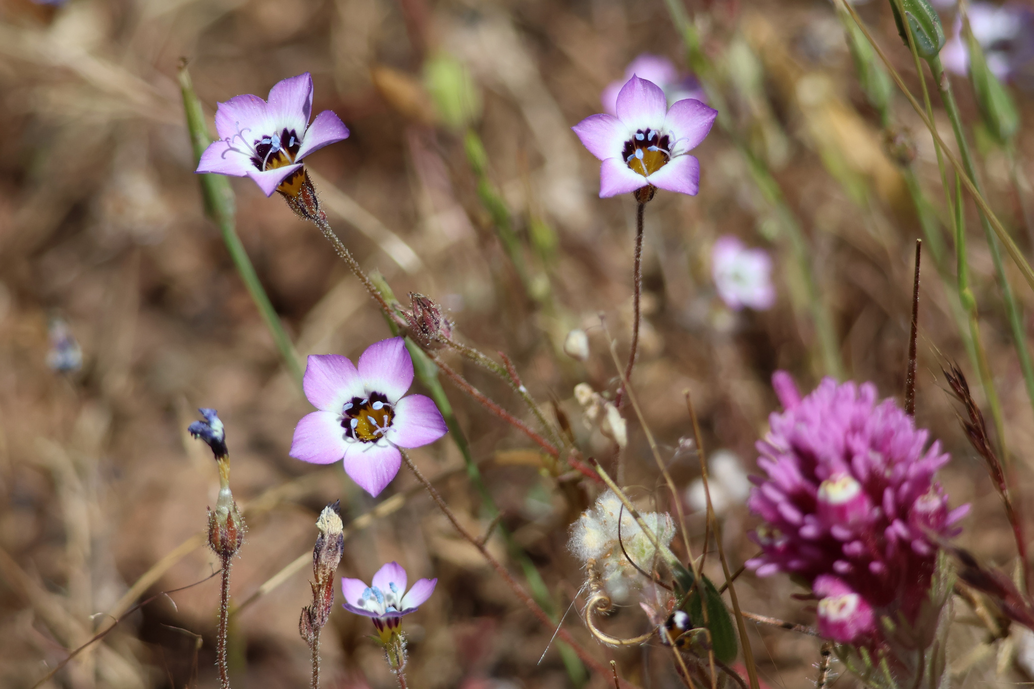 Gilia tricolor ssp. diffusa