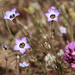 Gilia tricolor diffusa - Photo 由 Eric Cameron 所上傳的 (c) Eric Cameron，保留部份權利CC BY-NC
