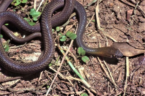 Olive Whipsnake