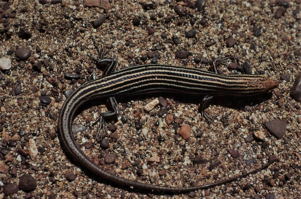 Ten-Lined Ctenotus