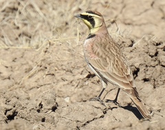 Eremophila alpestris