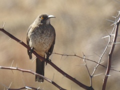 Toxostoma curvirostre