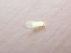 Cacopsylla annulata