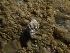 Ocinebrina