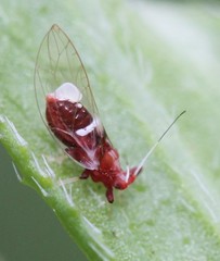 Bactericera antennata