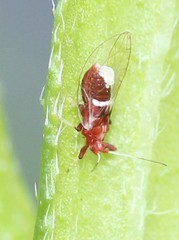 Bactericera antennata
