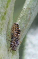 Bactericera cockerelli