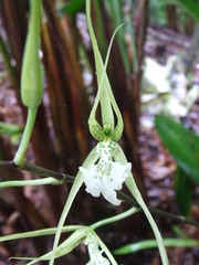 Brassia verrucosa